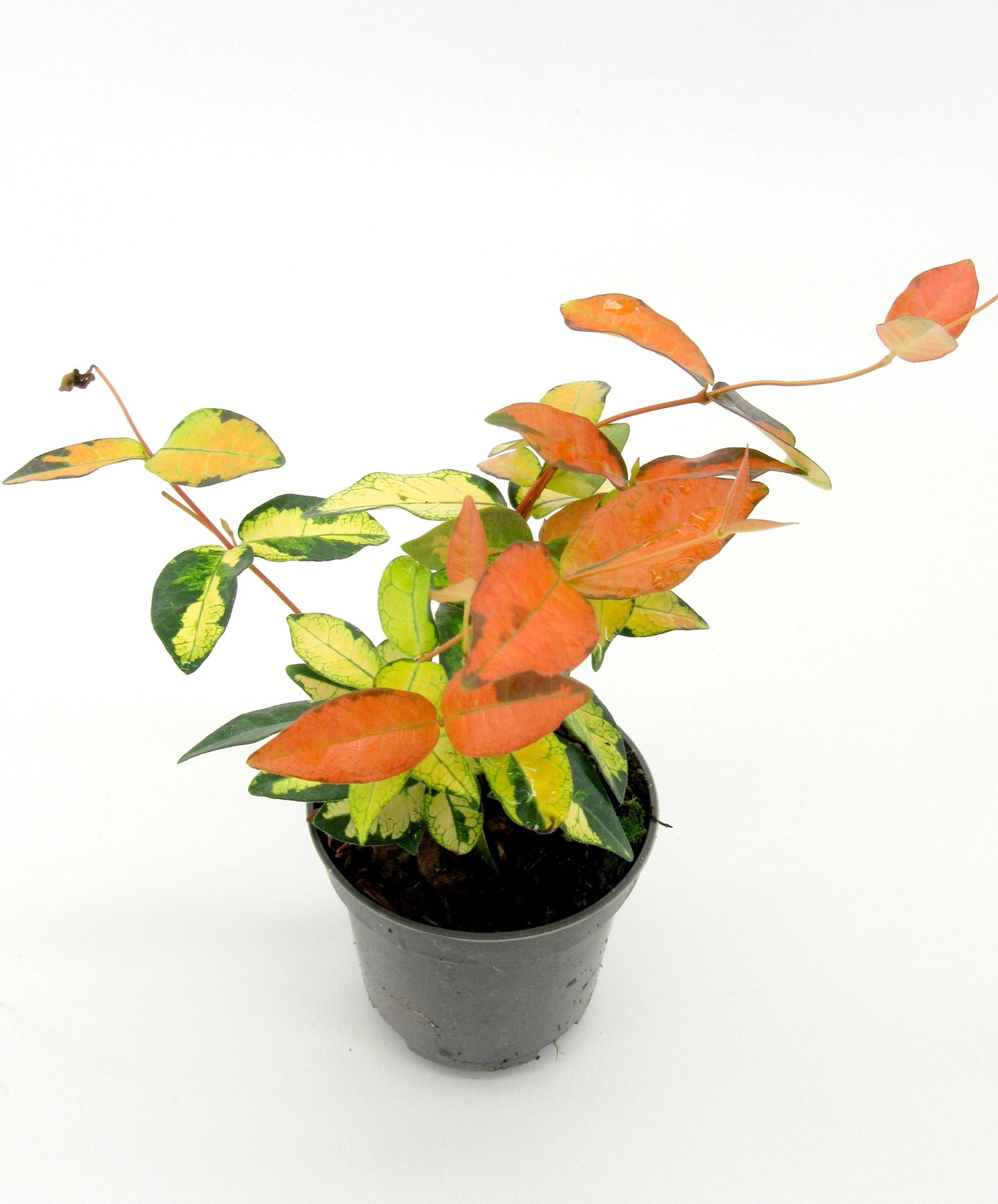 trachelospermum-asiaticum-12cm-9cm-pot
