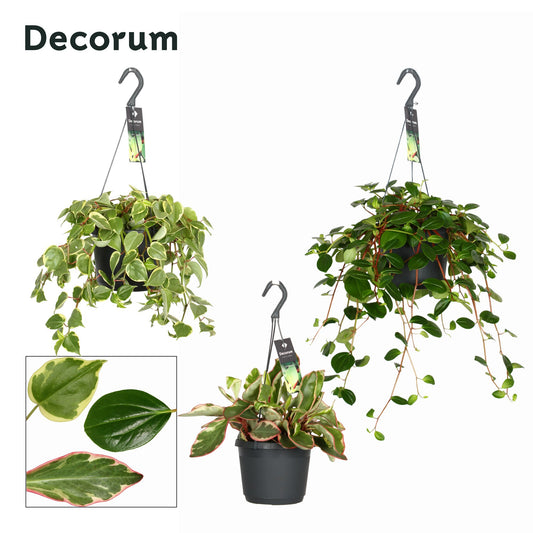 Peperomia mix 35cm 17cm Pot