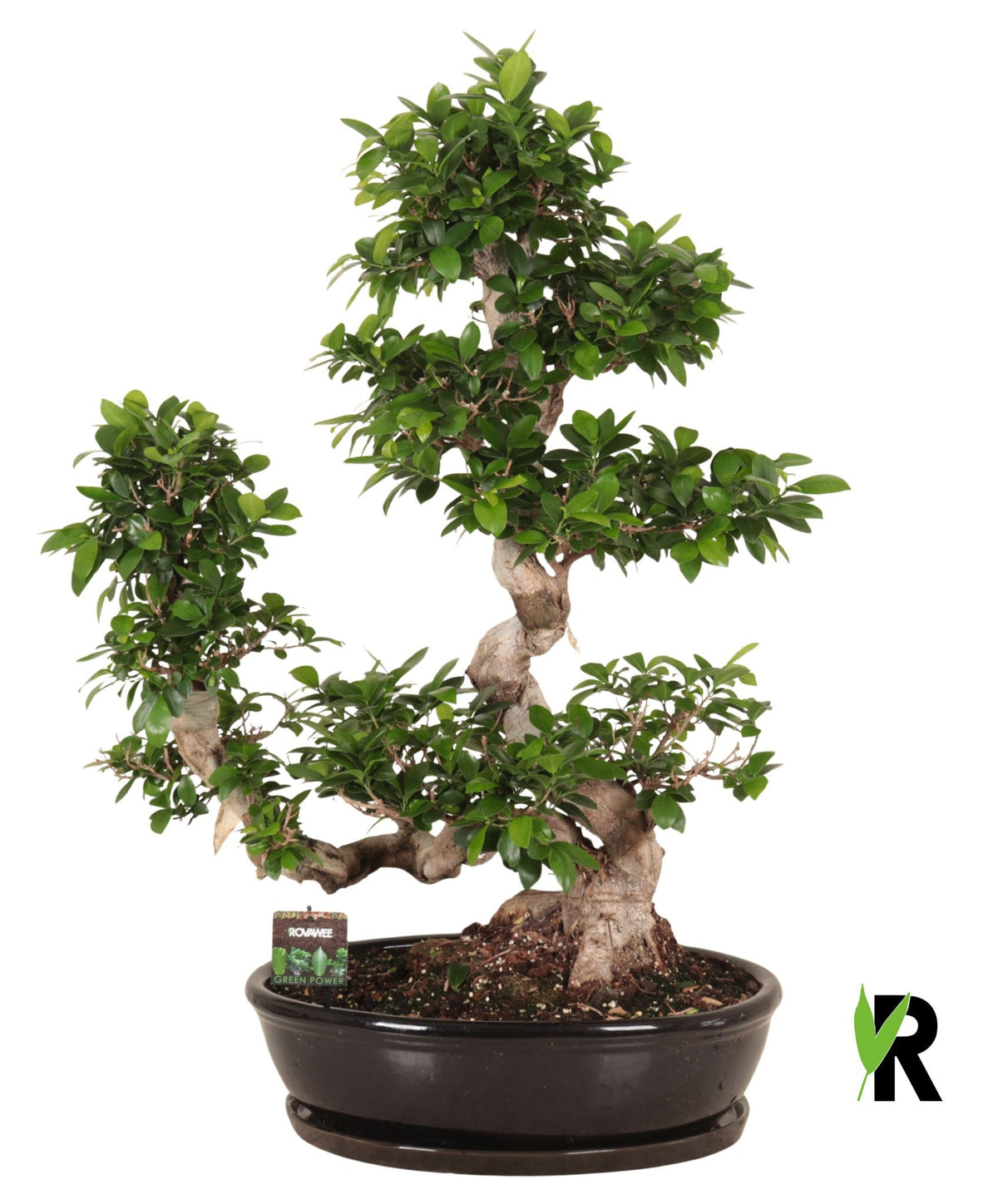 Ficus Ginseng 110cm 50cm Pot