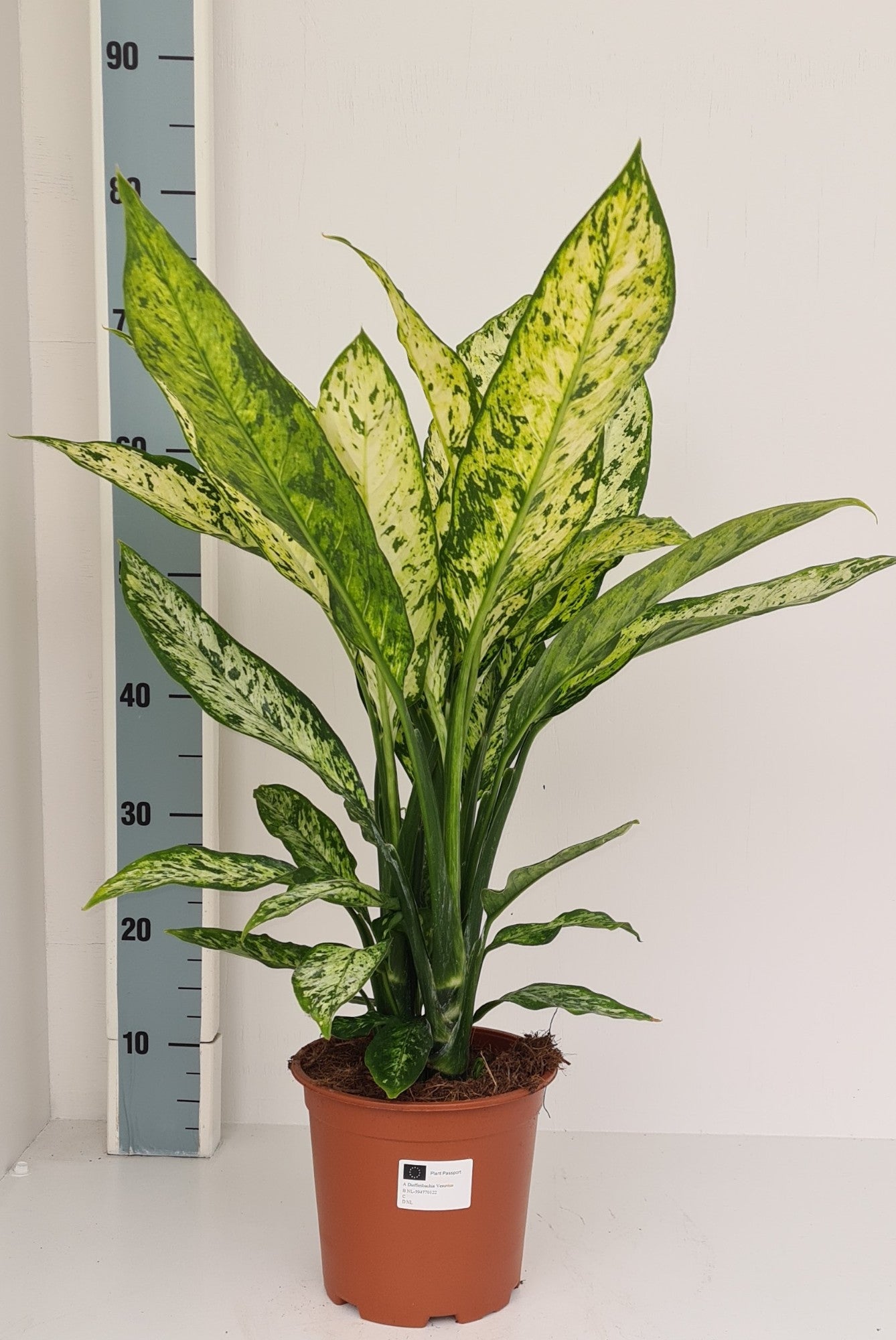 Loo VOF, kwekerij 't Dieffenbachia Vesuvius Pack of 1