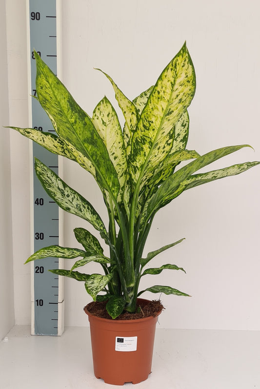 Loo VOF, kwekerij 't Dieffenbachia Vesuvius Pack of 1