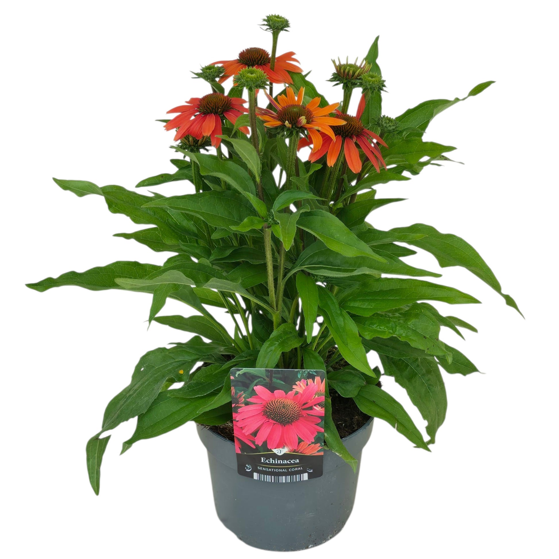 Echinacea Sensational Coral 50cm 17cm Pot