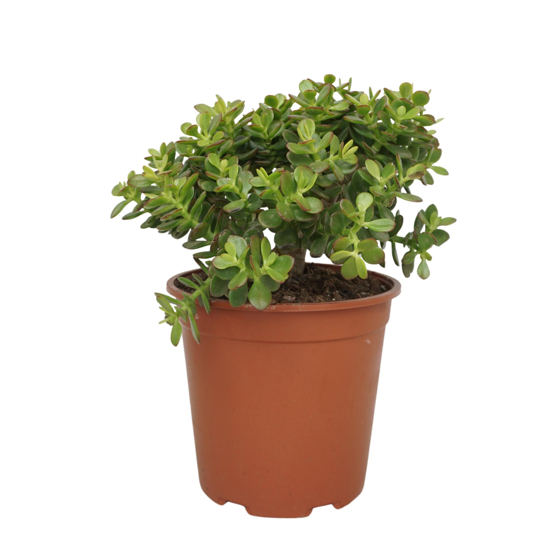 Crassula Minor 40cm 24cm Pot