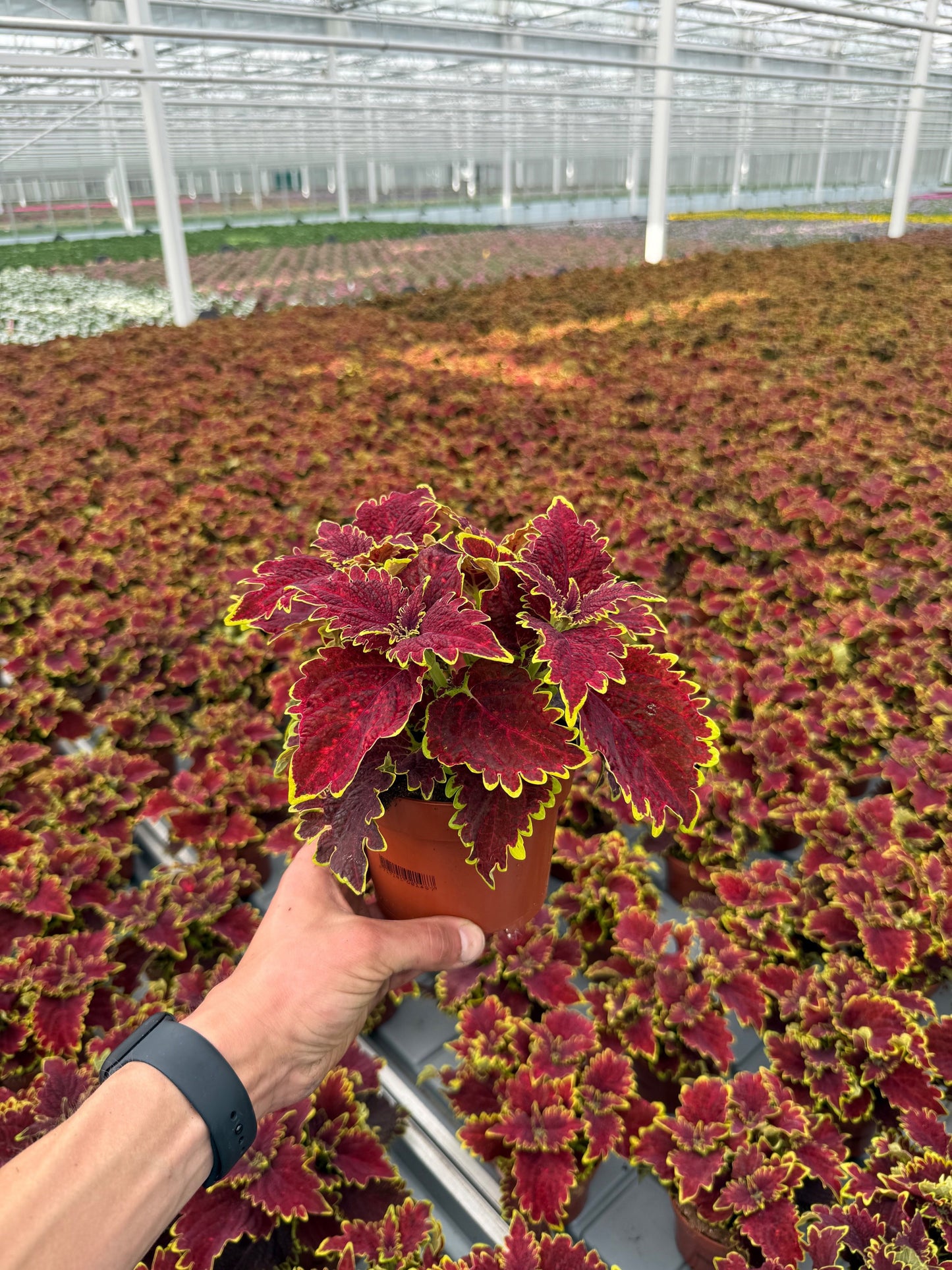 Coleus mix 25cm 13cm Pot