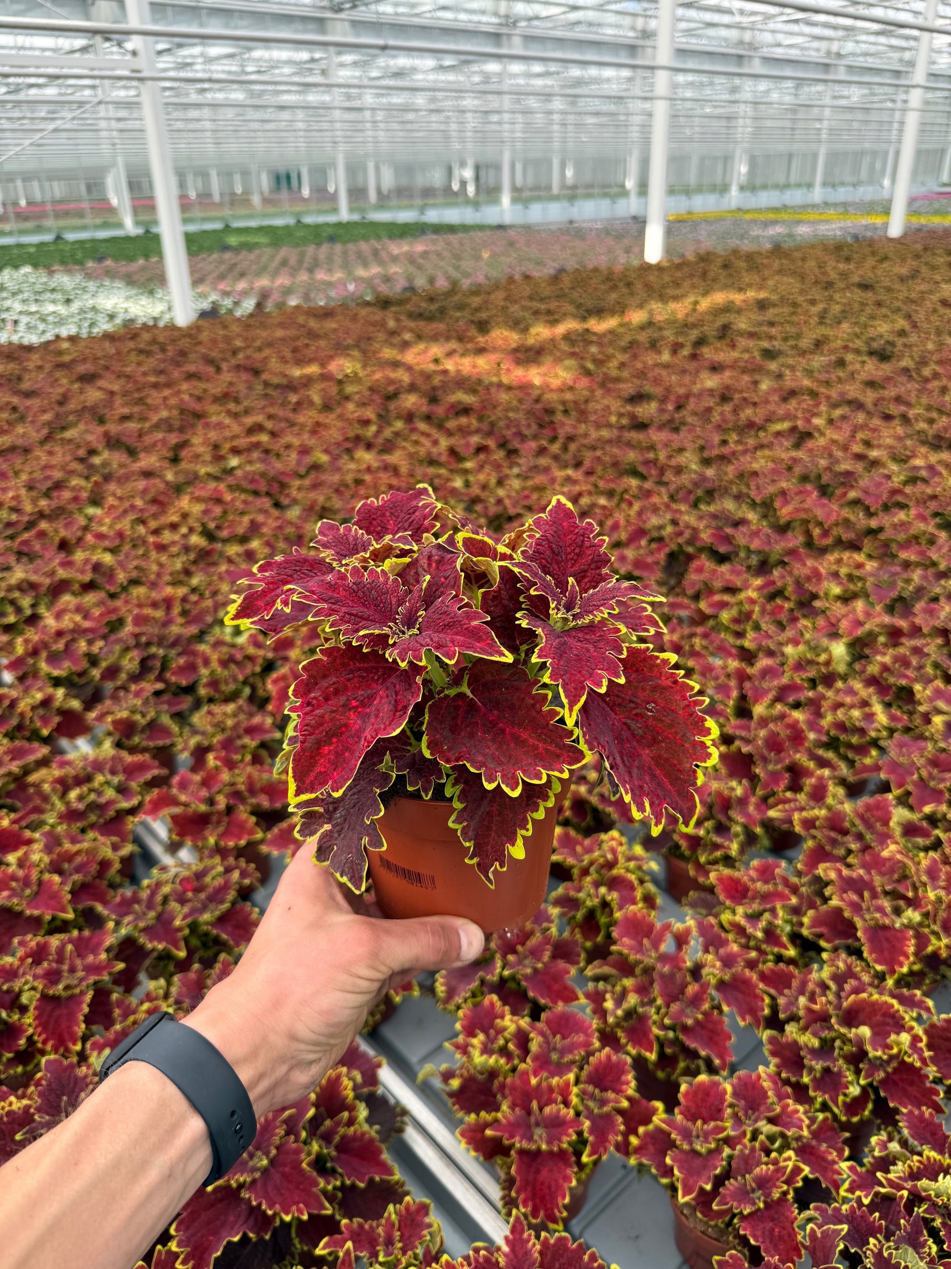 Coleus mix 25cm 13cm Pot
