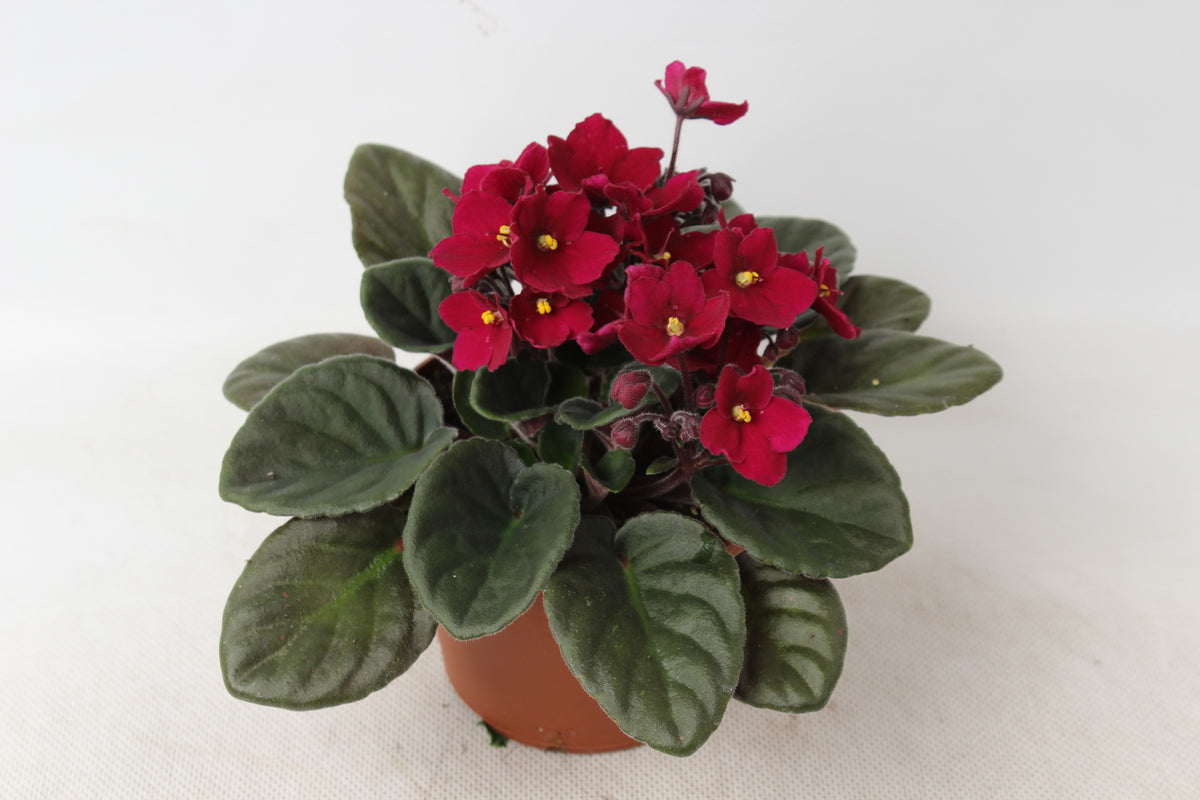 Saintpaulia ionantha 20cm 12cm Pot