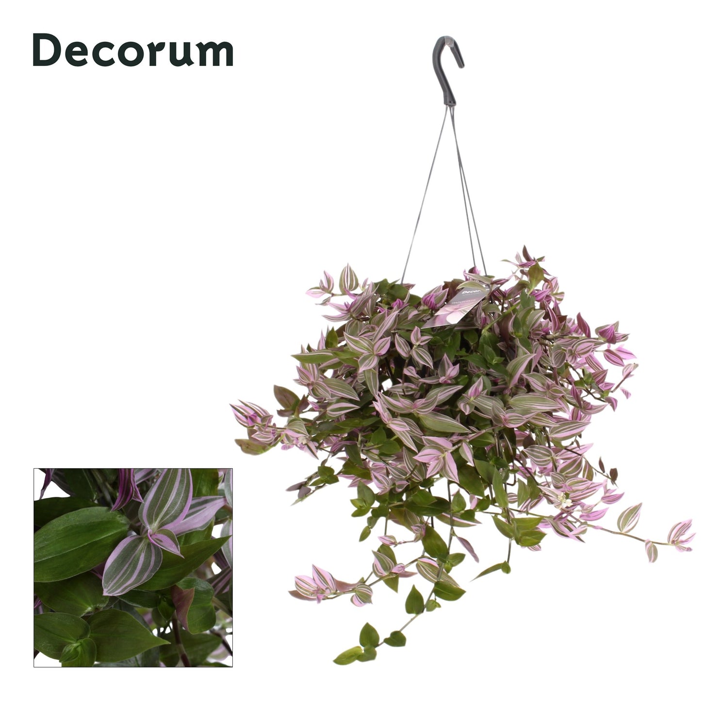Hillplant BV Tradescantia Pink Hill in hanging pot Pack of 6