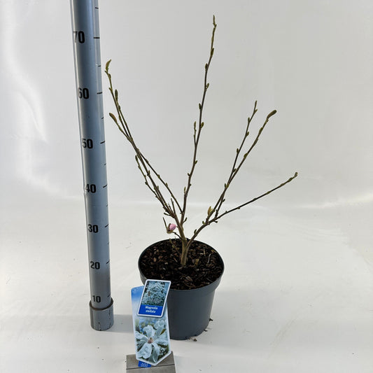 Magnolia stellata 65cm 23cm Pot