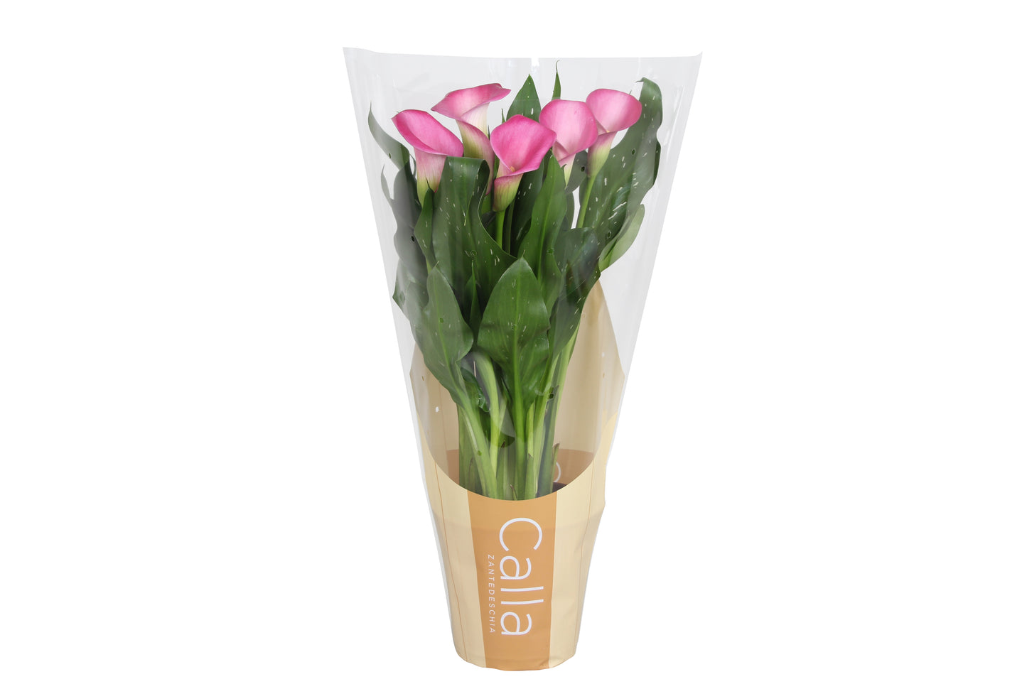 Zantedeschia Zazu 40cm 12cm Pot