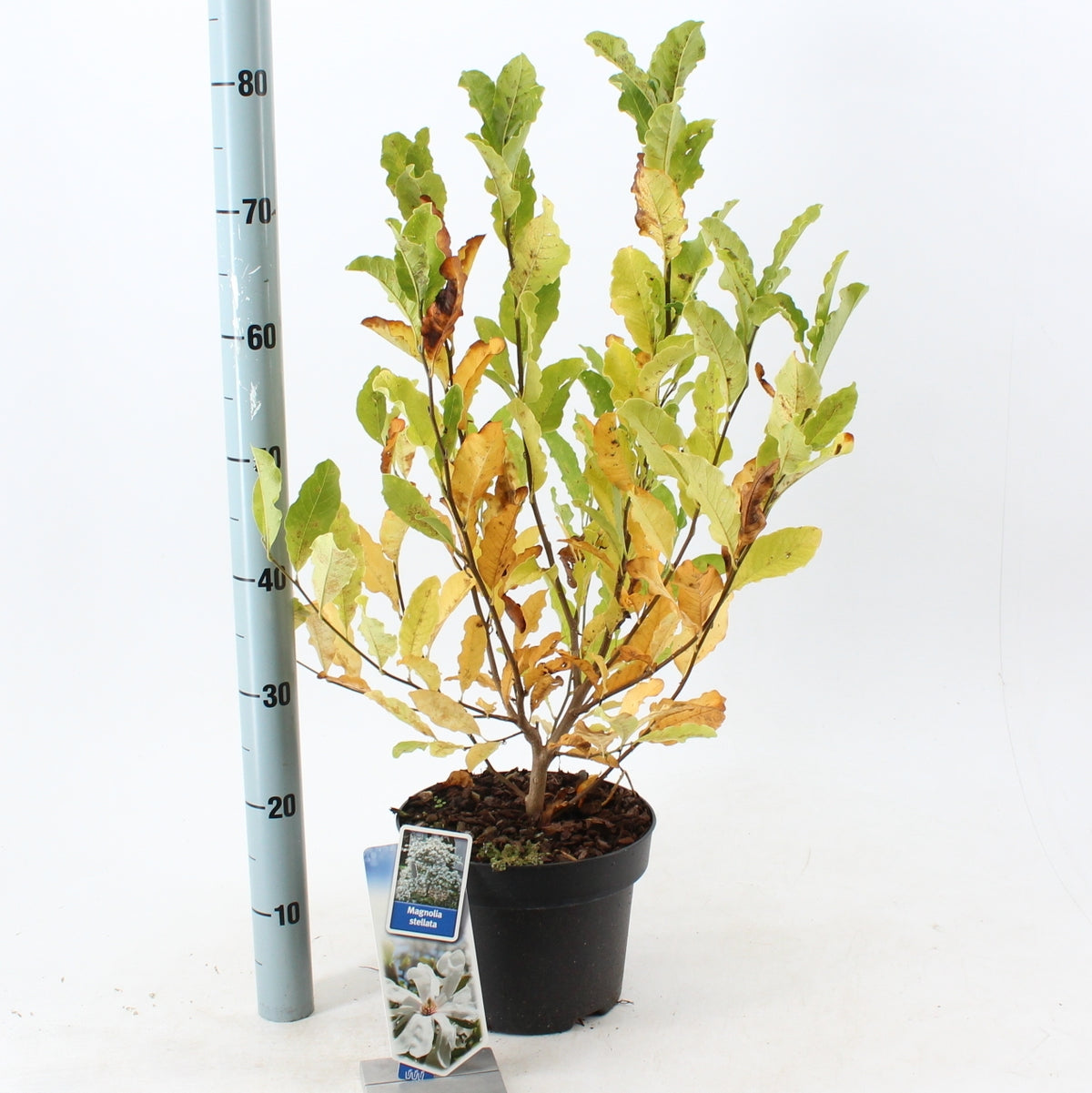 About Plants Zundert BV Magnolia stellata Pack of 1