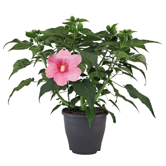 AltaNova Hibiscus mos. Extreme Hot Pink Pack of 1