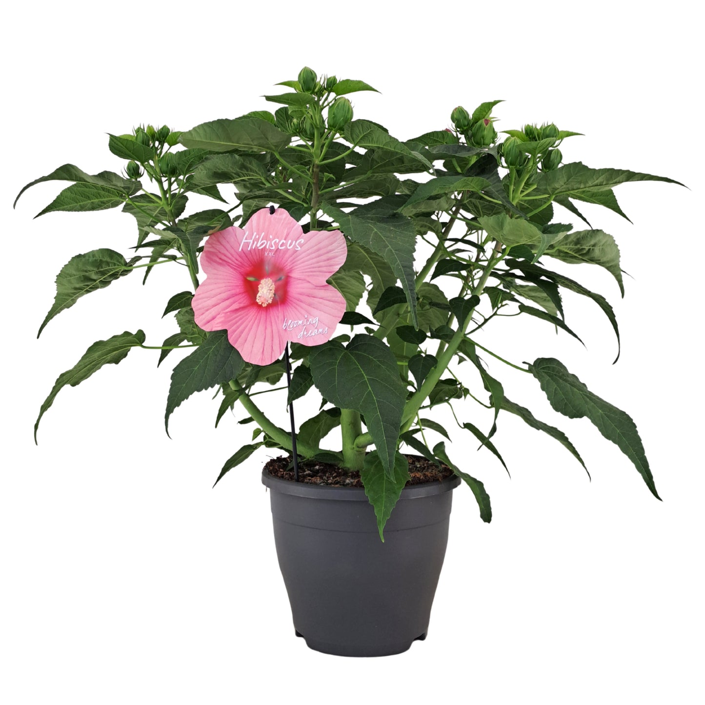 Hibiscus mos. Extreme Hot Pink 55cm 23cm Pot