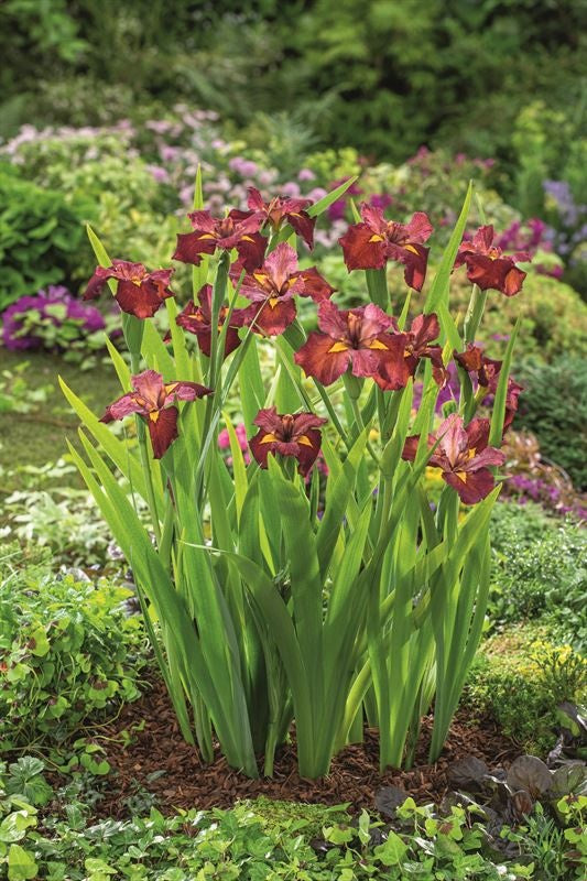 Waterplkw R. Moerings Iris Ann Chowning Pack of 6