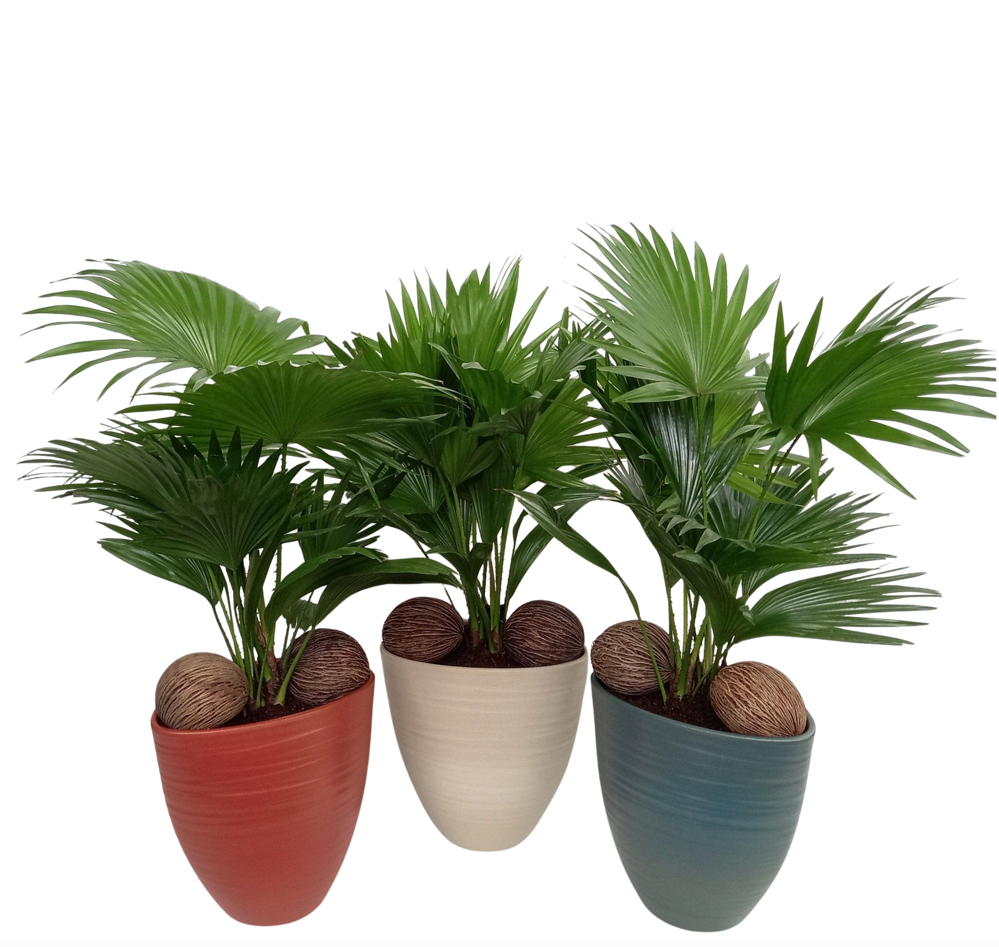 Livistona rotundifolia 55cm 22cm Pot