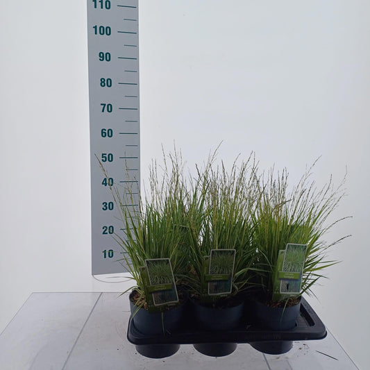 Molinia Variegata 30cm 17cm Pot
