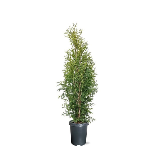 Thuja occidentalis King of Brabant 95cm 21cm Pot