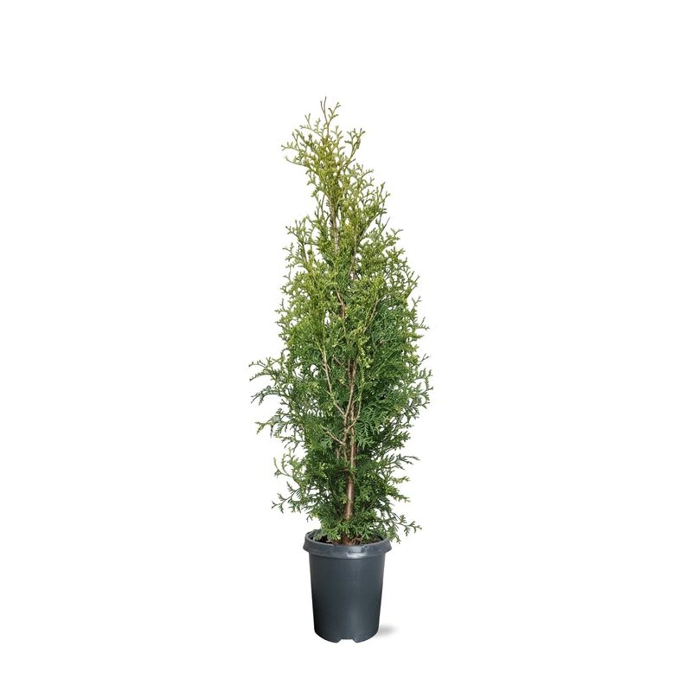 Thuja occidentalis 95cm 21cm Pot