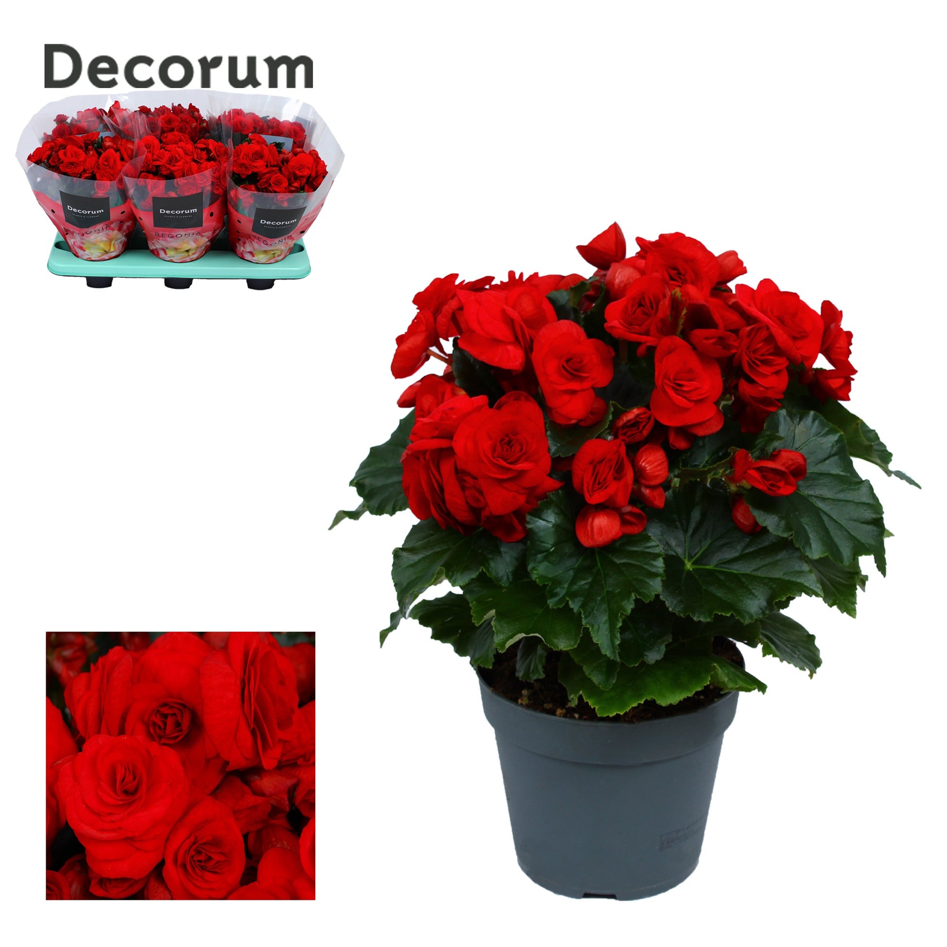 Begonia el. Adonia Red 32cm 14cm Pot