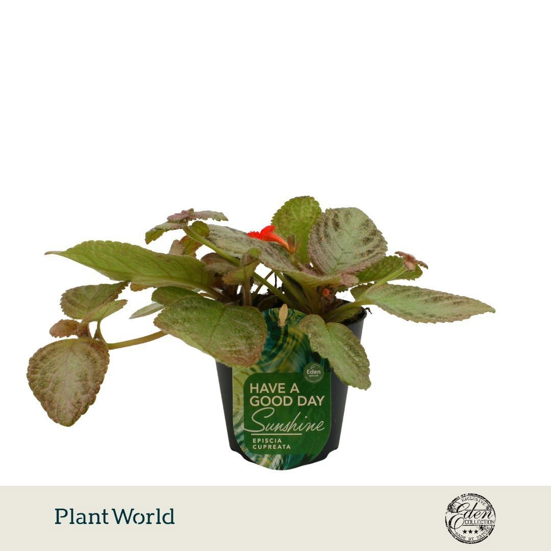 Plantworld Smit Kwekerij Episcia cup. Tierra Plata Pack of 8
