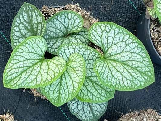 Brunnera macrophylla 25cm 17cm Pot