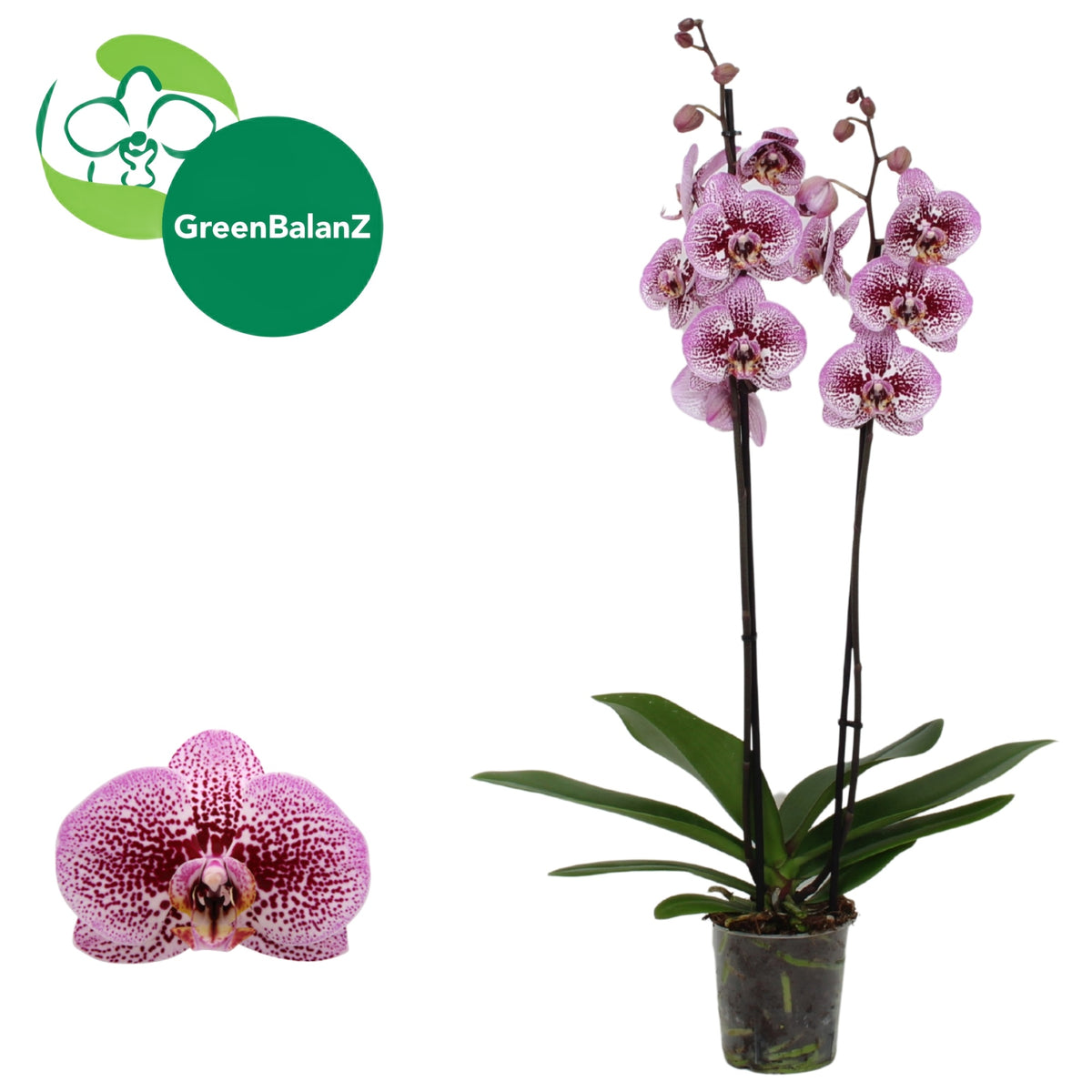 Phalaenopsis Andorra 55cm 12cm Pot