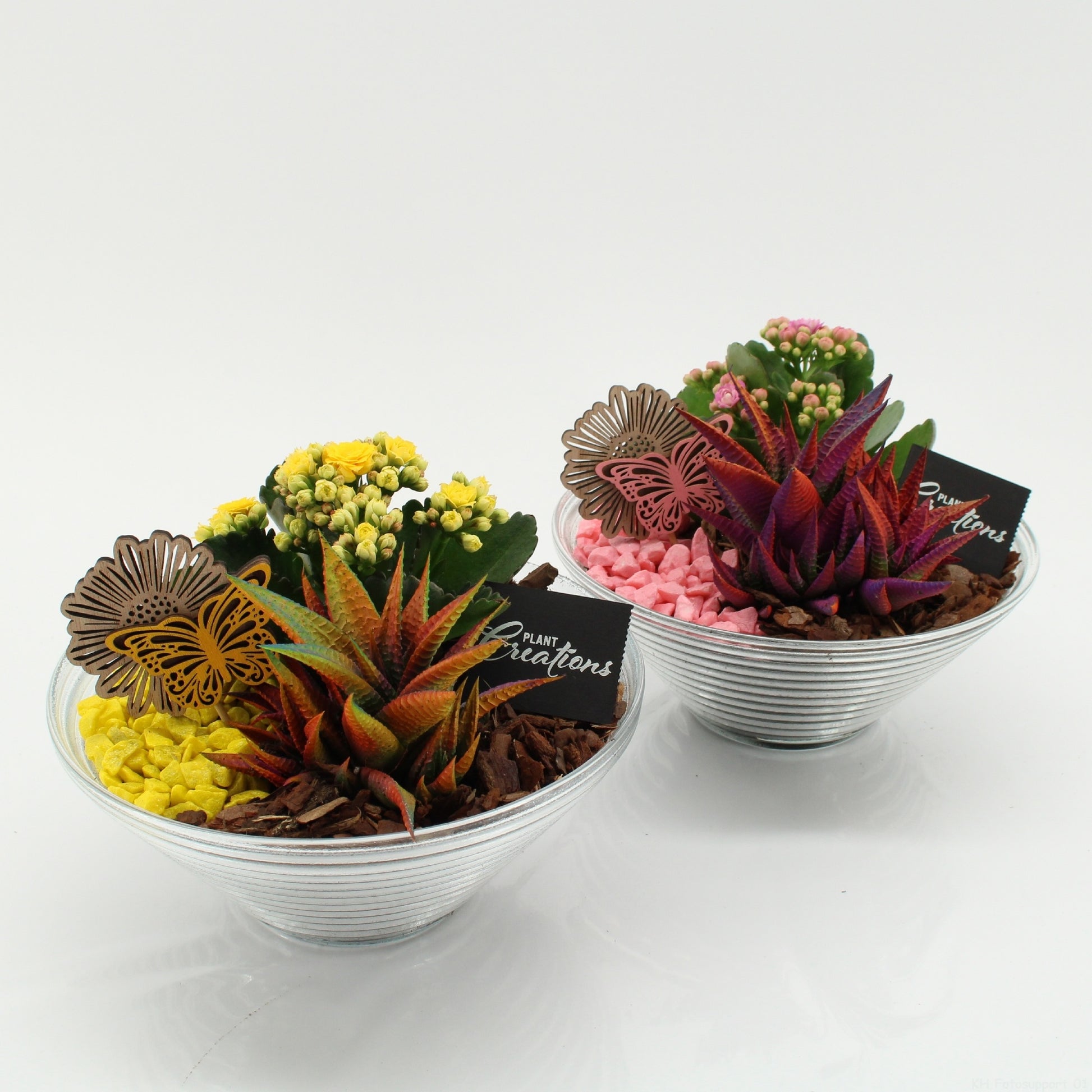 SECR-2624 Summer Essentials Colors 20cm 20cm Pot