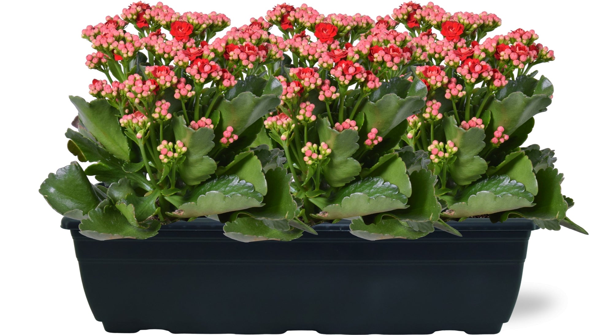 Kalanchoe Rubio Red 25cm 40cm Pot