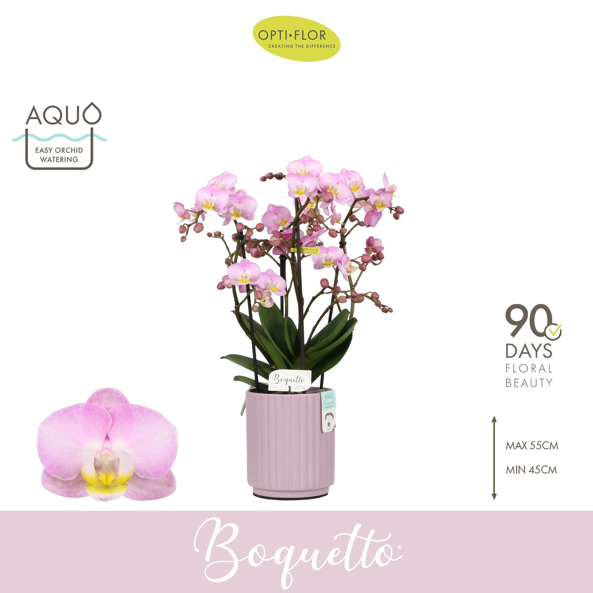 Phalaenopsis pink 45cm 12cm Pot