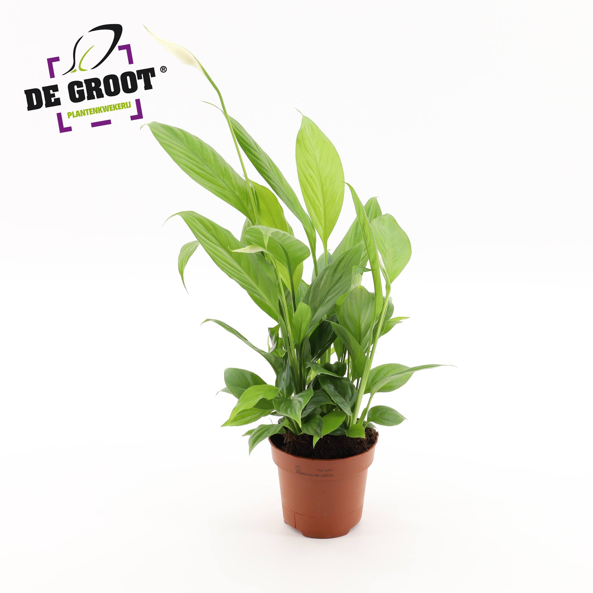 Spathiphyllum Alana 45cm 12cm Pot