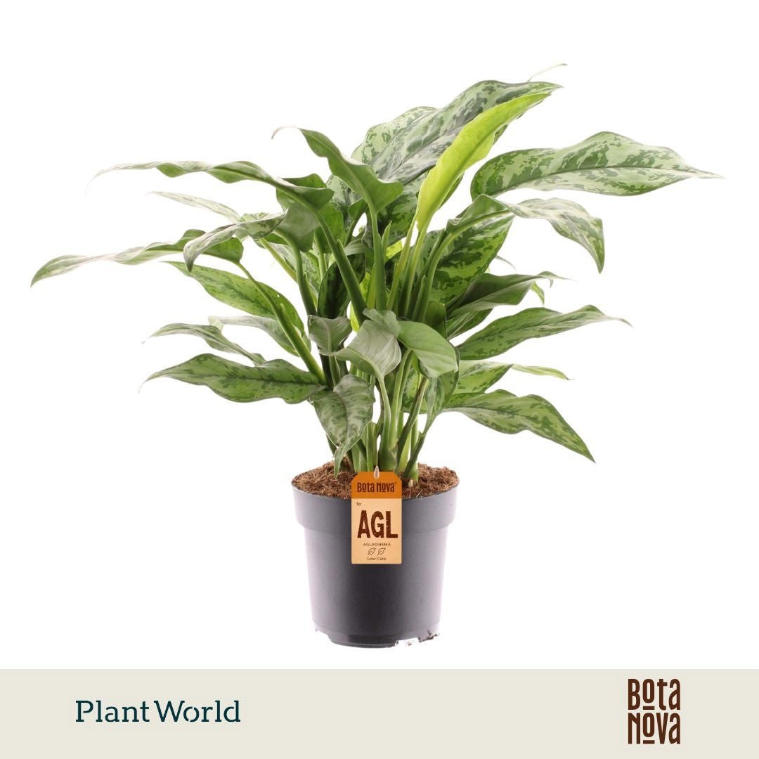 Aglaonema Romeo 50cm 17cm Pot