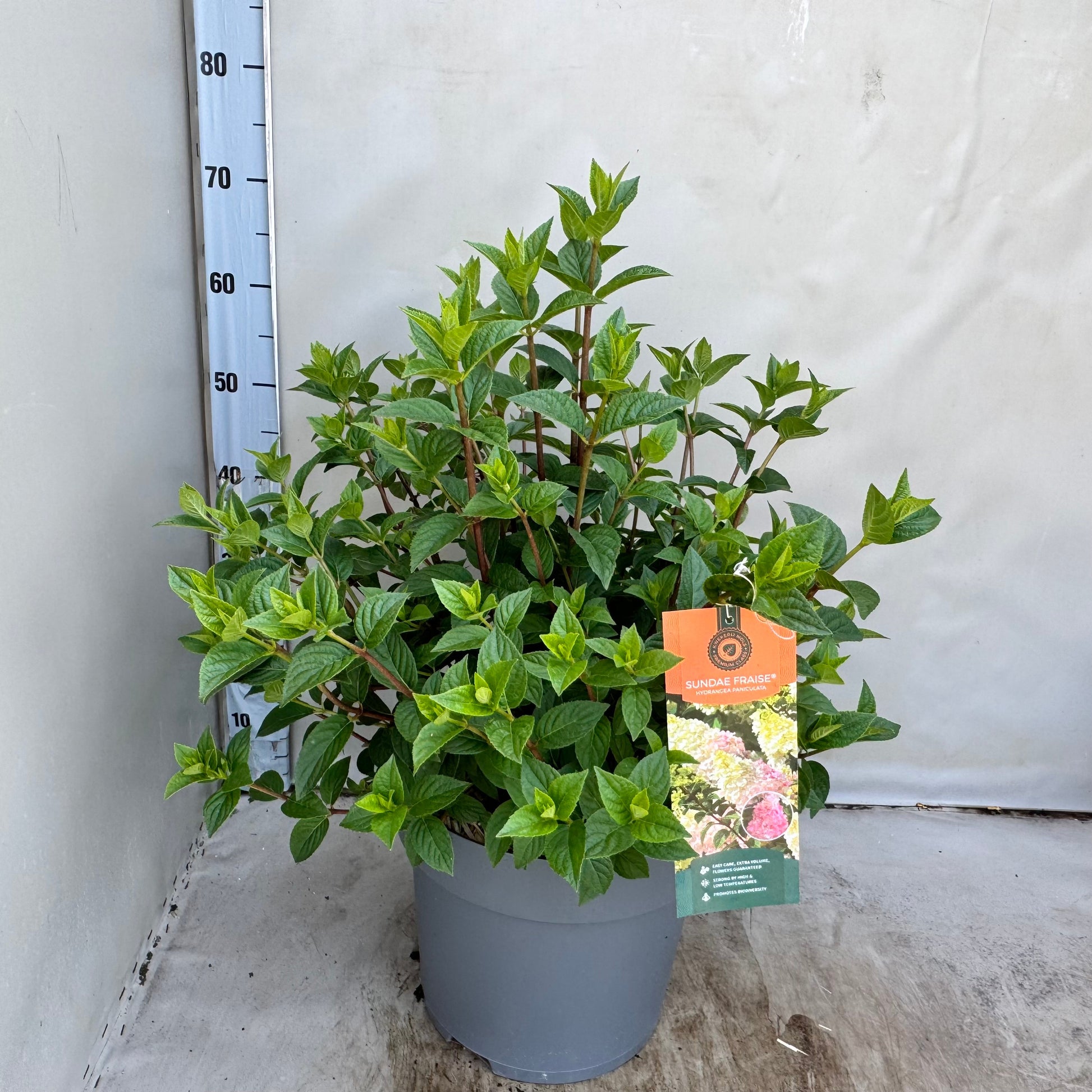 Hydrangea pan. Sundae Fraise 50cm 30cm Pot