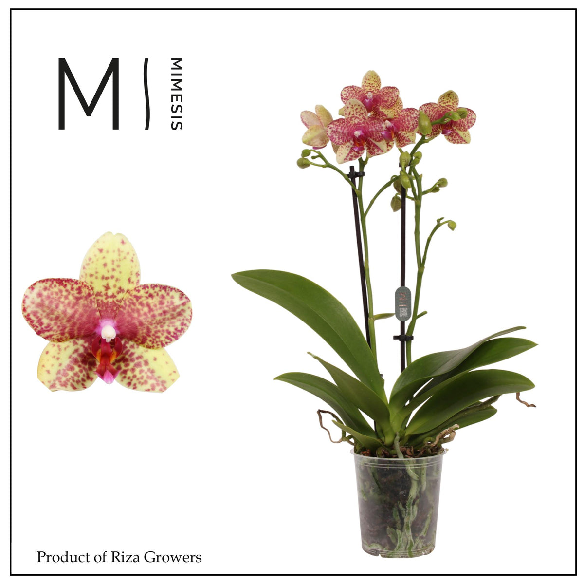 Phalaenopsis mf. Grosseto 35cm 9cm Pot