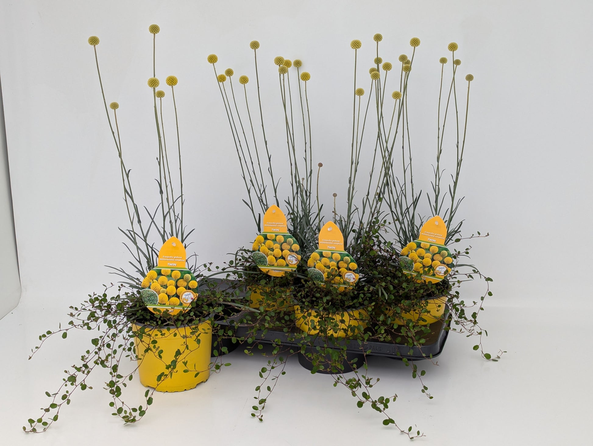 Vaste planten en Perkplanten mix in pot 35cm 17cm Pot
