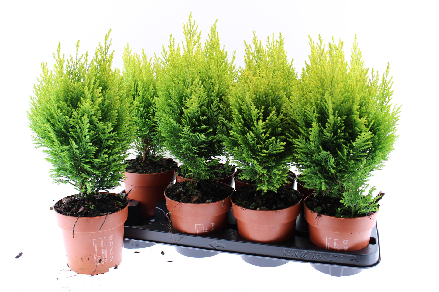 Chamaecyparis Ellwood's Empire 40cm 13cm Pot