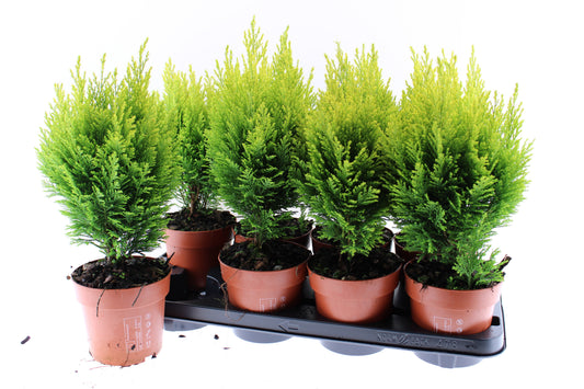 Chamaecyparis Ellwood's Empire 40cm 13cm Pot