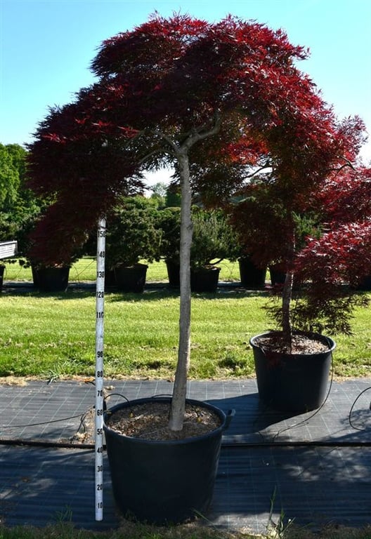 Acer Inaba-shidare 250cm 80cm Pot
