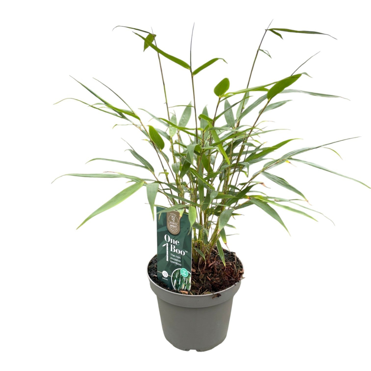 Fargesia robusta Pingwu 30cm 14cm Pot