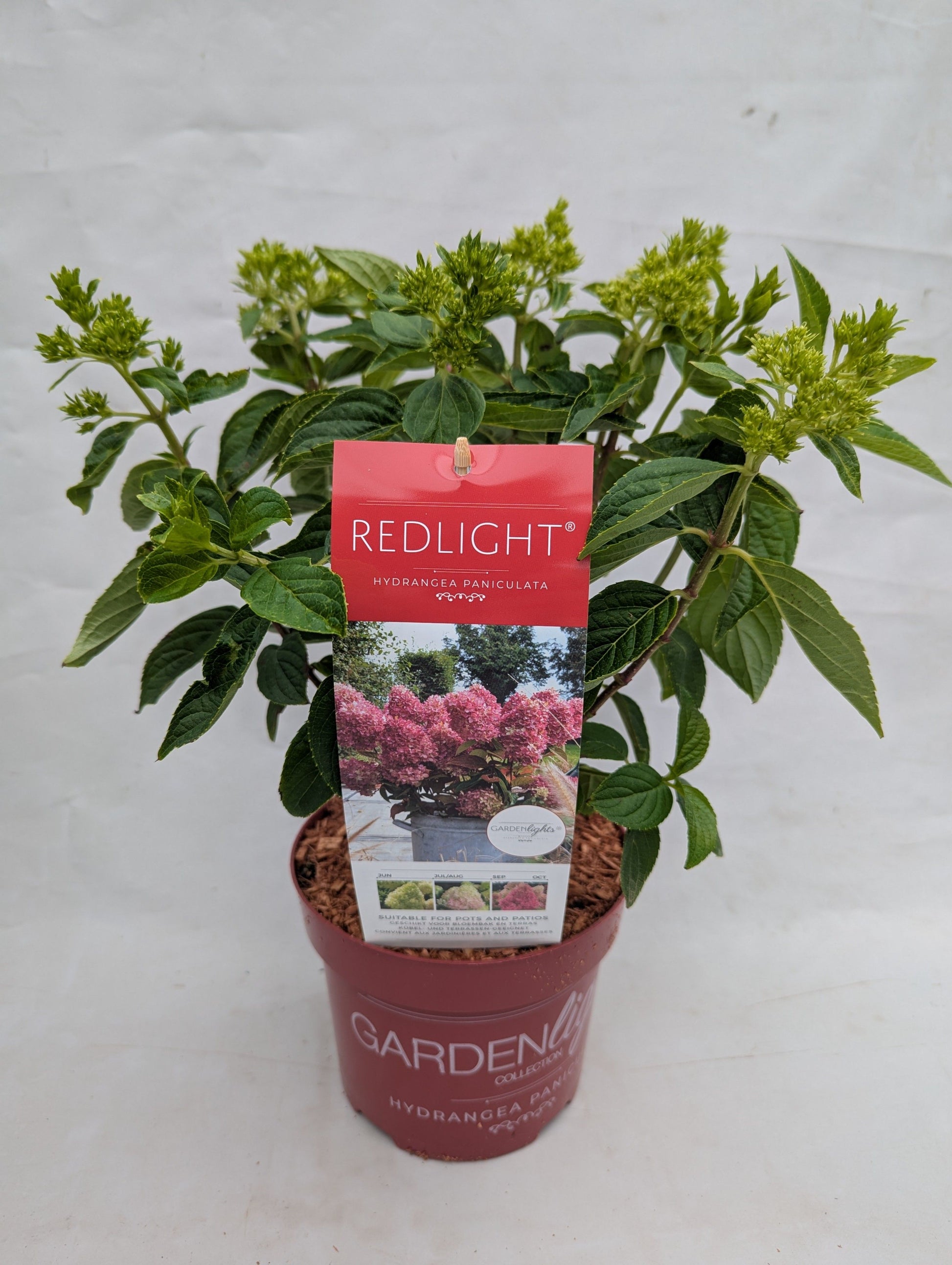 Hydrangea Pan. Gardenlight Redlight 45cm 17cm Pot