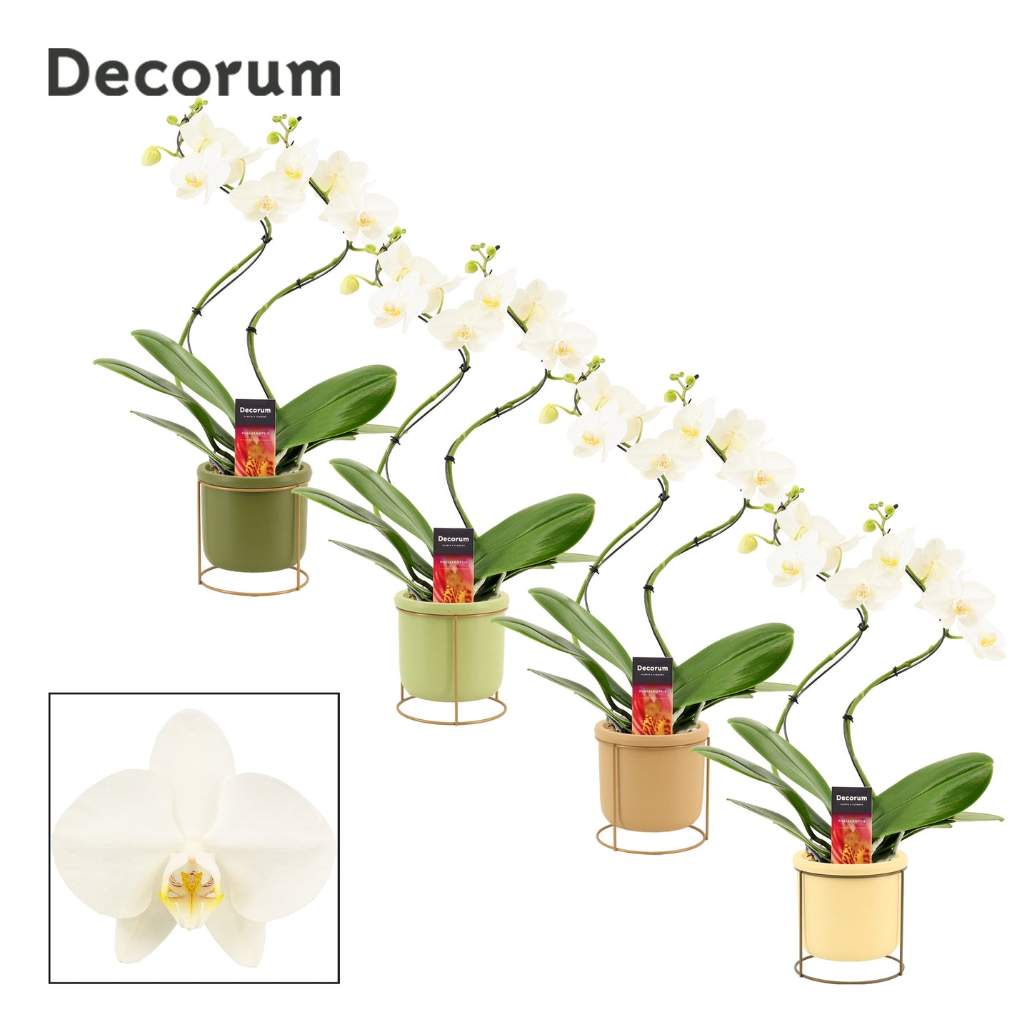 Phalaenopsis white 50cm 12cm Pot