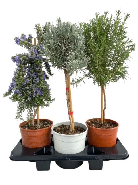 Garden Herbs mix 80cm 18cm Pot