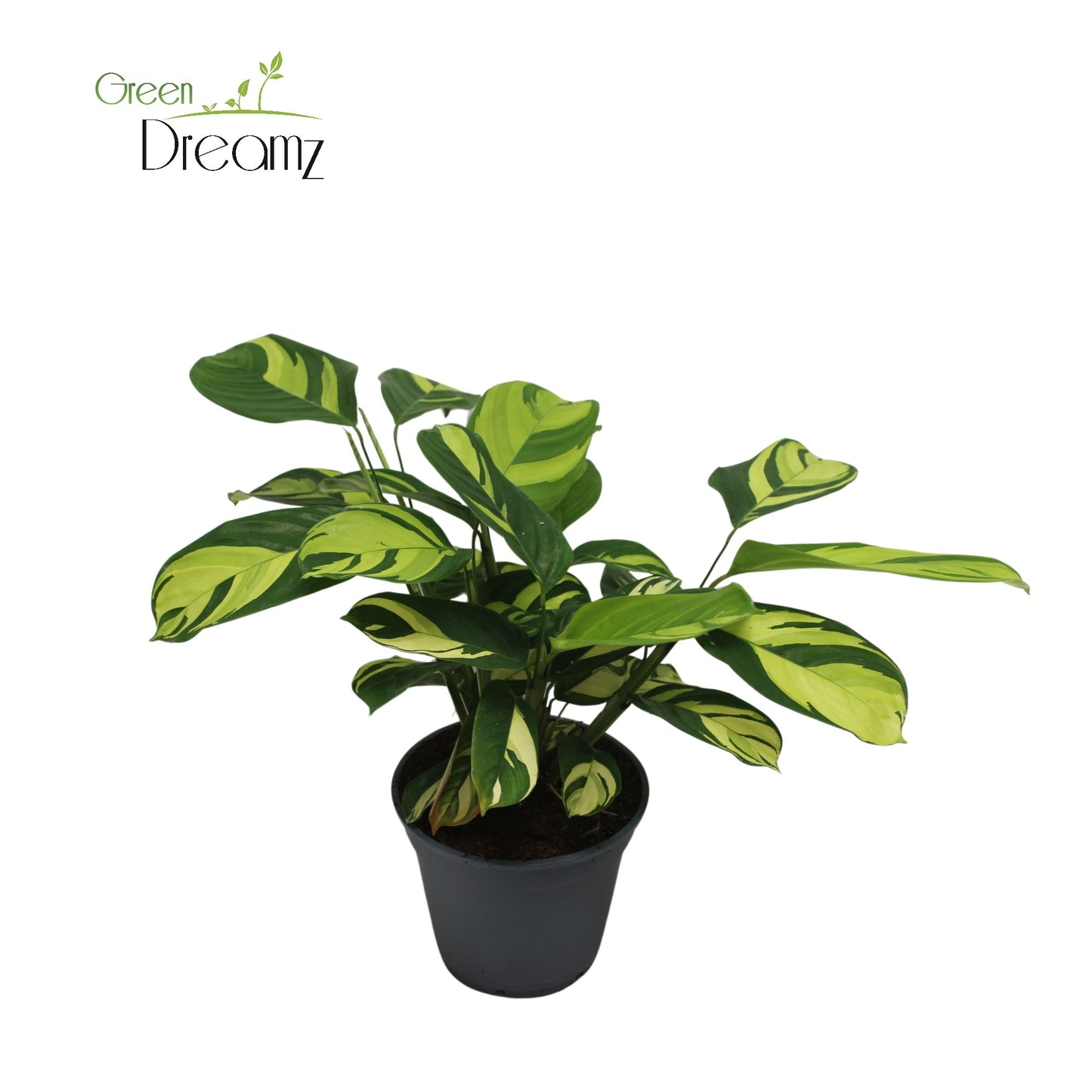 Ctenanthe Golden Mosaic 45cm 17cm Pot