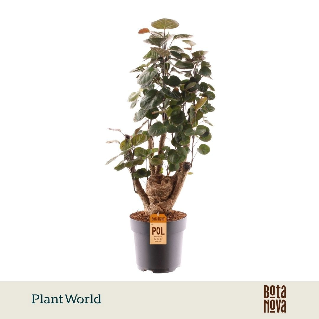 Polyscias Fabian vertakt 50cm 17cm Pot