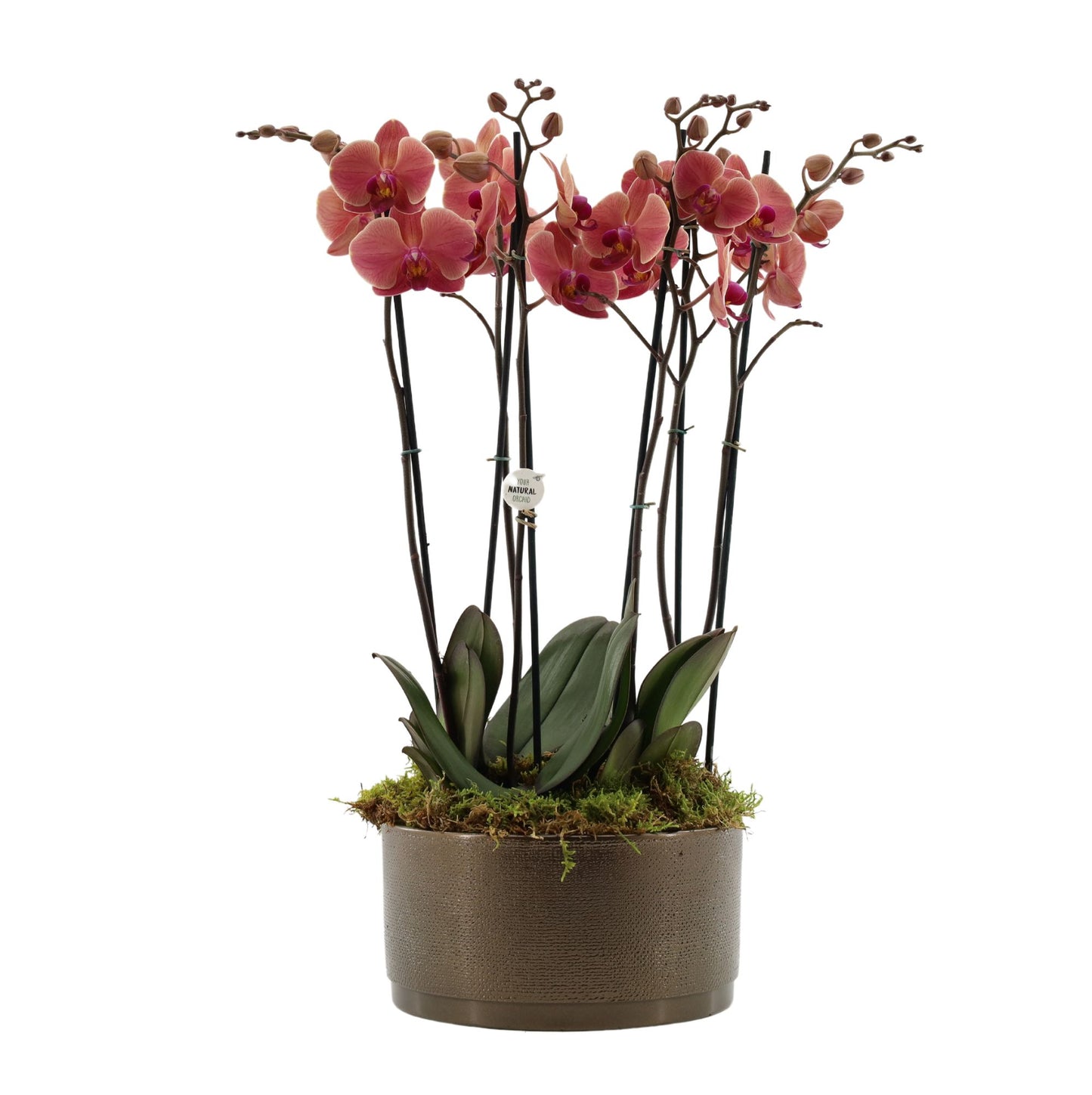 Phalaenopsis mix 60cm 27cm Pot