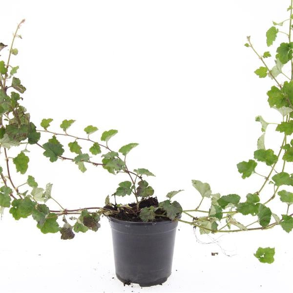 Rubus tricolor 20cm 14cm Pot