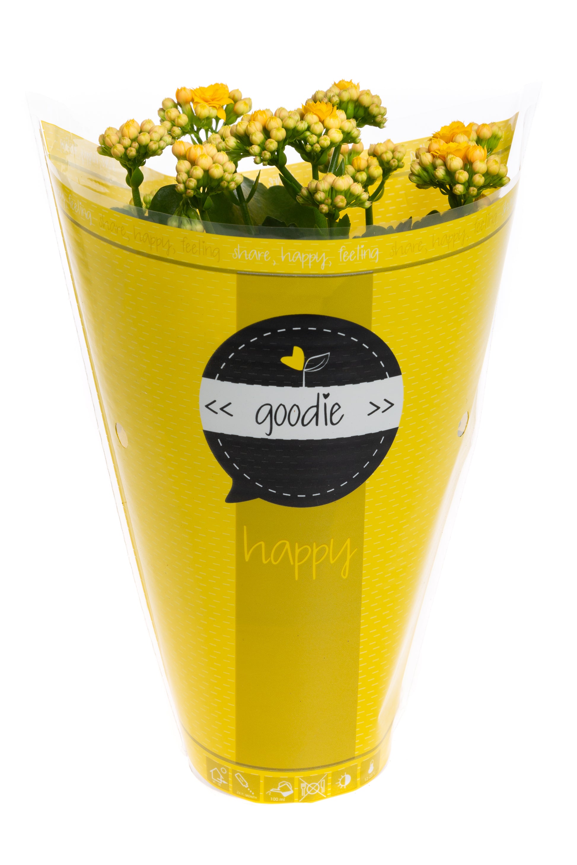 Kalanchoe Perfecta Yellow 24cm 510cm Pot