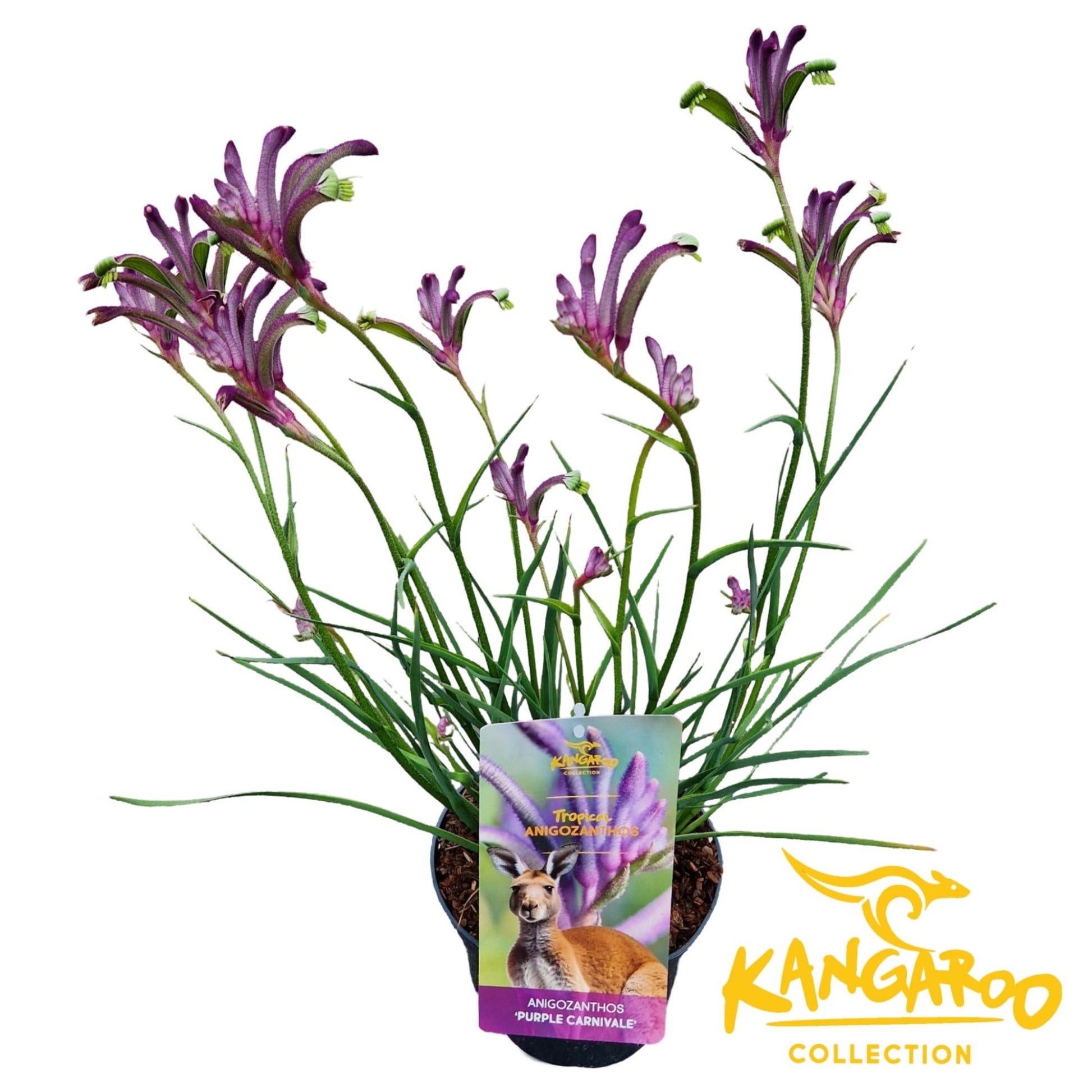 Anigozanthos Bush Inferno 45cm 17cm Pot