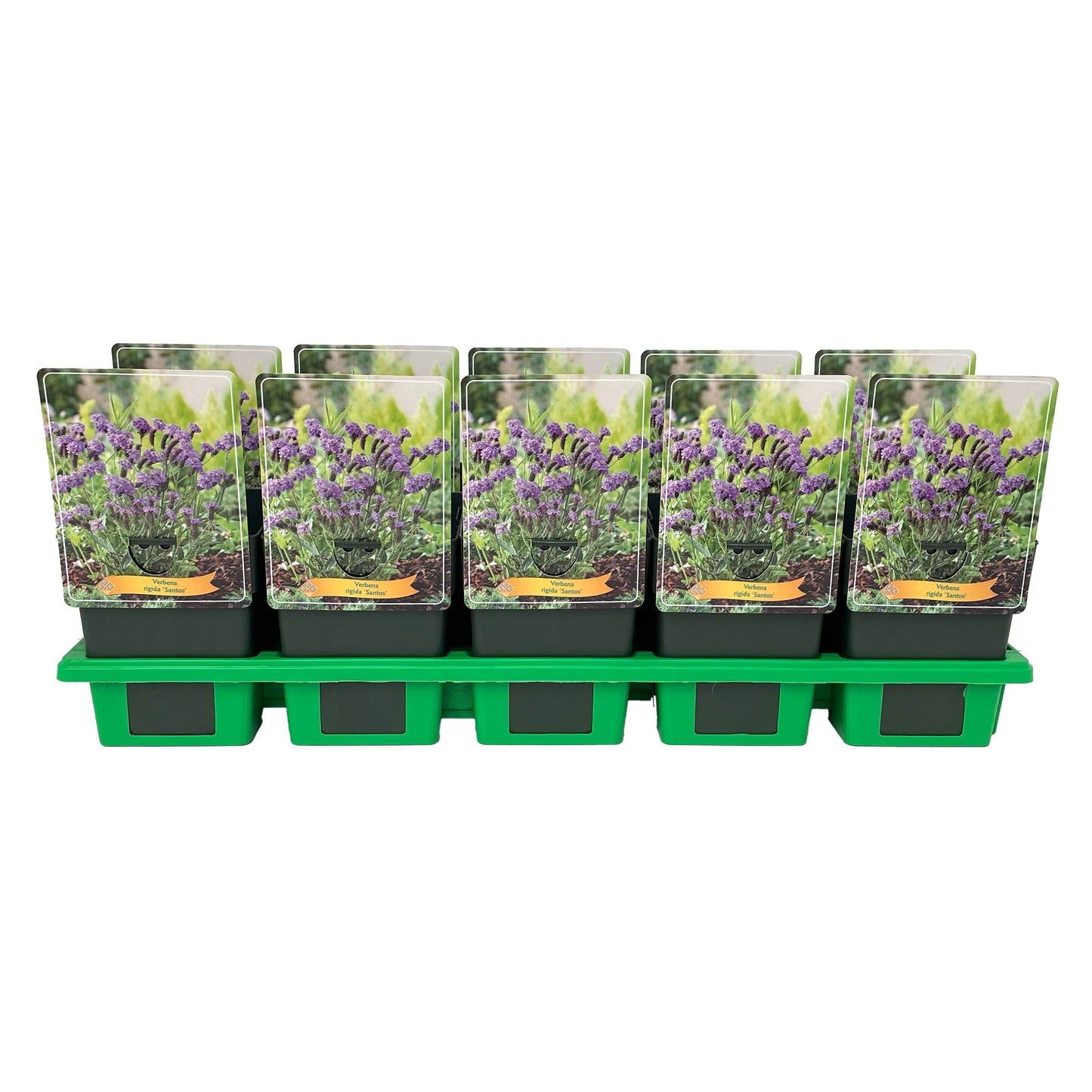 Gebr. Griffioen Verbena rigida Pack of 10