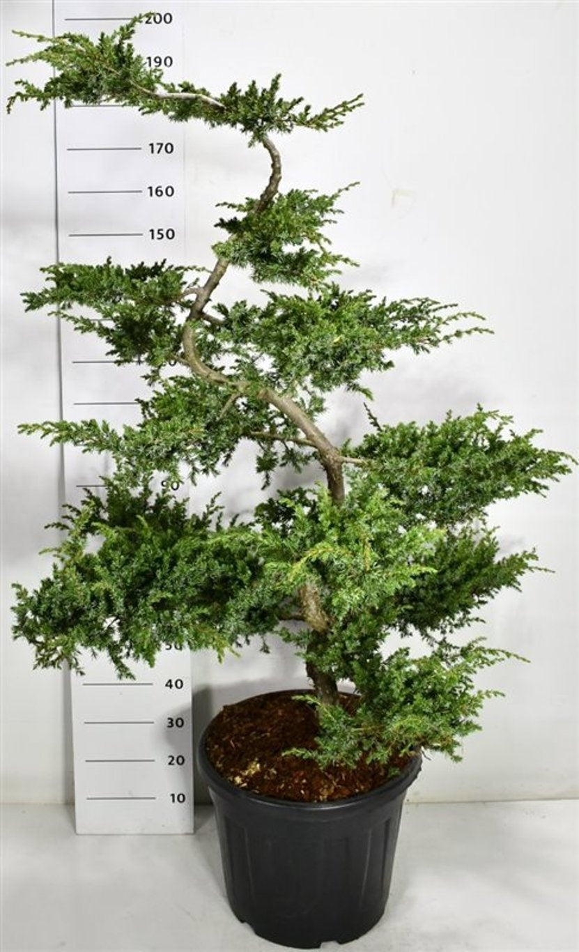 Juniperus Schlager 190cm 48cm Pot