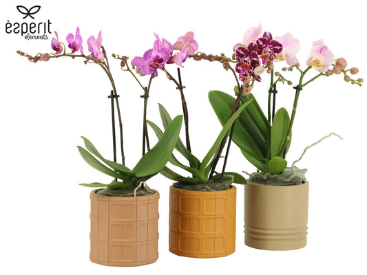 Phalaenopsis mix 35cm 9cm Pot