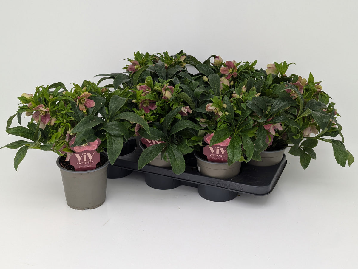 Helleborus Viv Victoria 35cm 14cm Pot